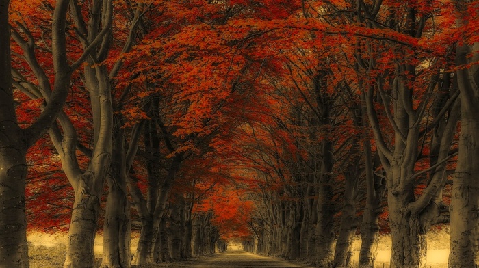 road, fall, trees, leaves, landscape, nature