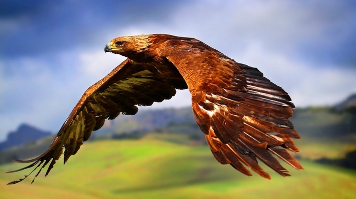 birds, wings, nature, landscape, feathers, eagle, hill, animals, flying, depth of field