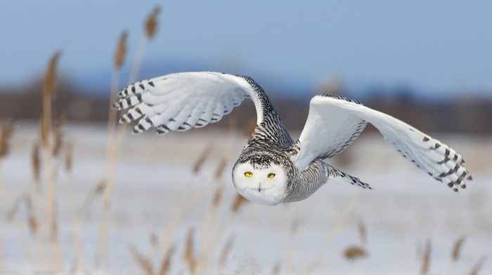 nature, landscape, owl, yellow eyes, depth of field, flying, animals, wings, feathers, snow, birds, winter