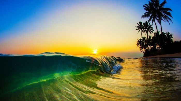 palm trees, landscape, sunlight, sea, beach, sand, sunrise, morning, water, liquid, waves, nature
