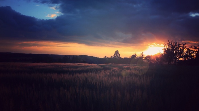 sunset, field