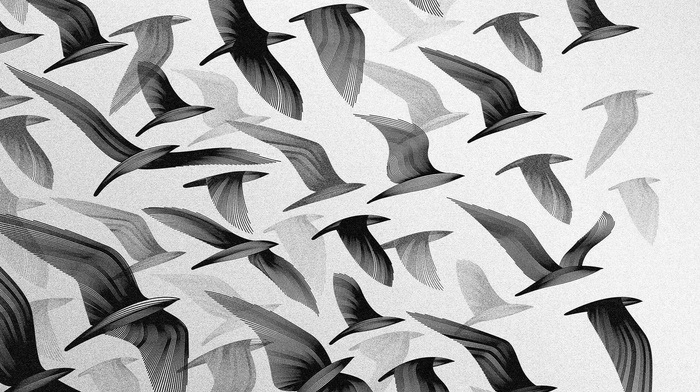 monochrome, birds