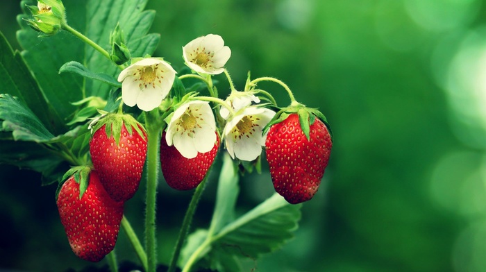 strawberries, flowers, leaves