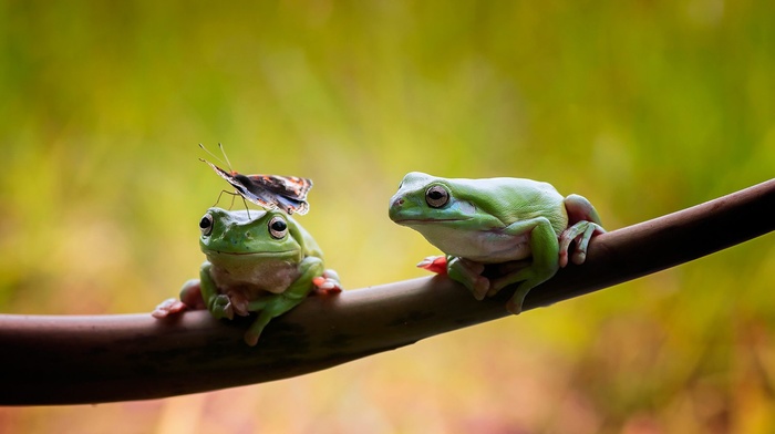 amphibian, animals, wildlife, nature, frog, insect