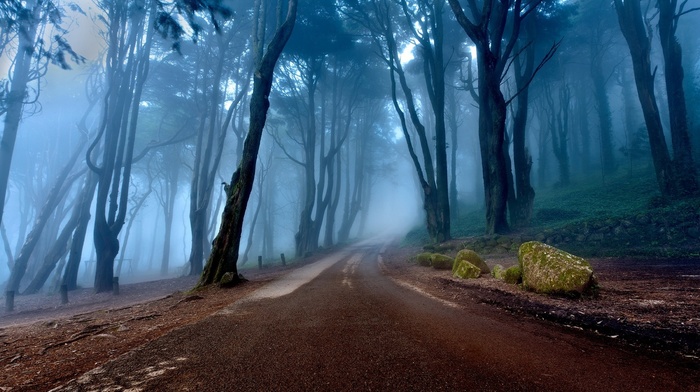 morning, mist, road, calm, nature, forest, landscape, sunrise, Portugal, trees