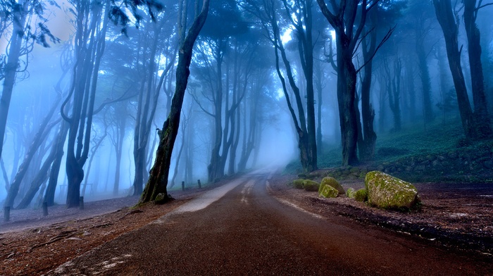 trees, forest, road