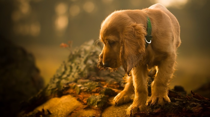 animals, depth of field, dog