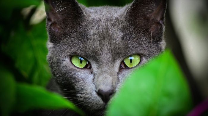 animals, leaves, green eyes, cat, face