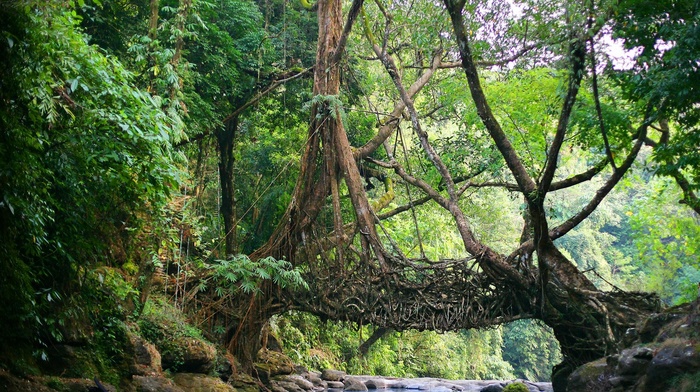 nature, India, Natural Engineering, Shillong, jungles, Meghalaya, trees, Root, river, roots, North East India, bridge
