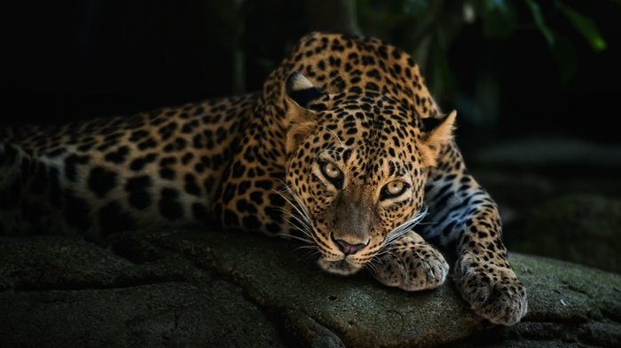 leopard, animals