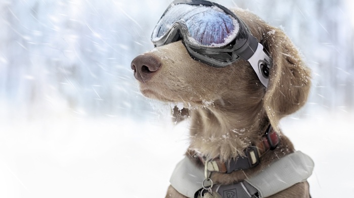 goggles, snow, dog