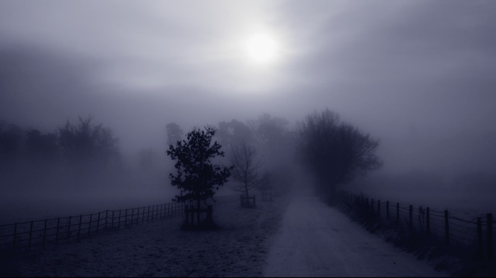 mist, road, trees