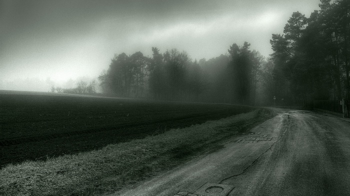 mist, spooky, road, trees