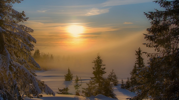 nature, winter, cold, forest, sunset, trees, mist, snow, shadow, landscape
