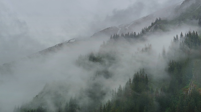 Alaska, clouds, mist, Tracy Arm, forest