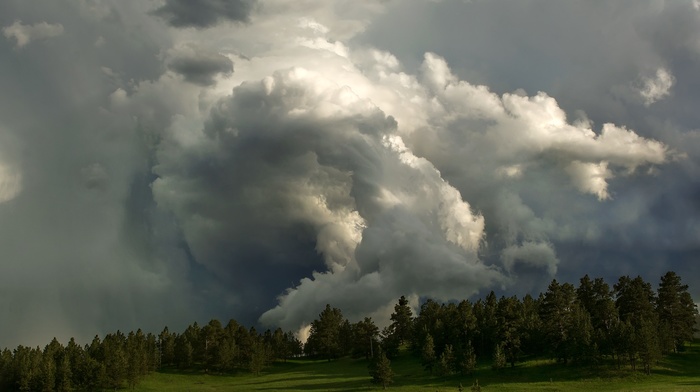 nature, grass, trees, forest, field, clouds