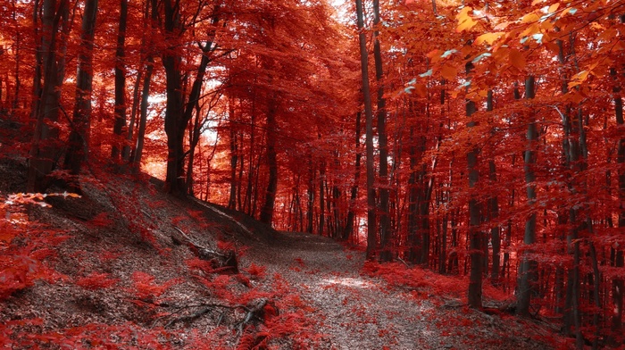 hill, forest, nature, landscape, fall, trees, red, path