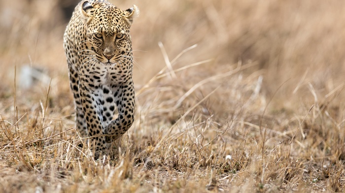 leopard, animals, wildlife