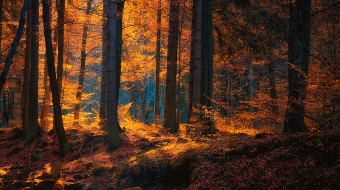 forest, nature, leaves, trees, sunlight, landscape, fall