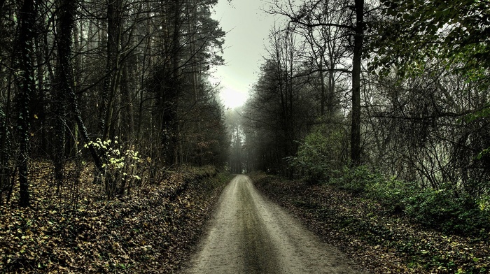 landscape, forest, nature, spooky, path, trees