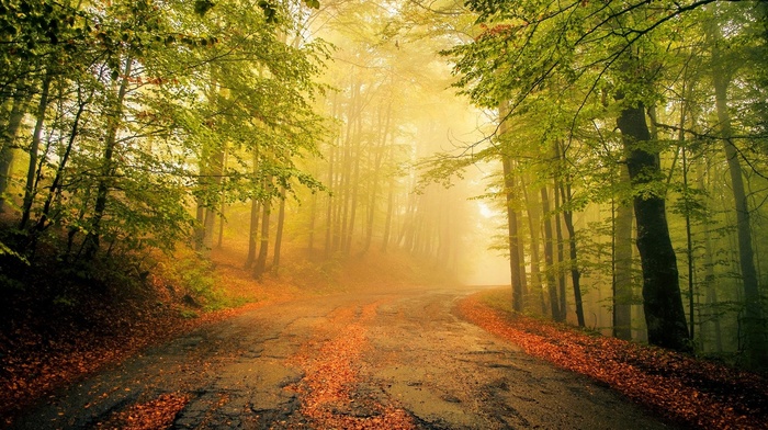 morning, trees, forest, calm, old, leaves, road, nature, landscape, mist