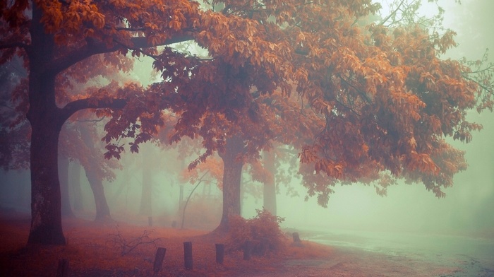nature, trees, mist, landscape, road, fall, leaves, morning