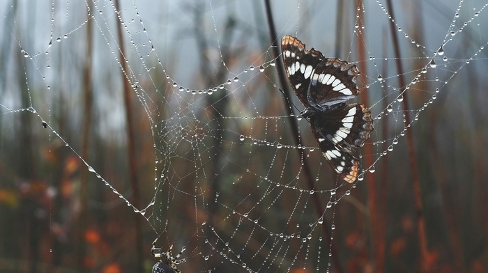 nature, leaves, morning, spiderwebs, butterfly, depth of field, trees, water drops, spider