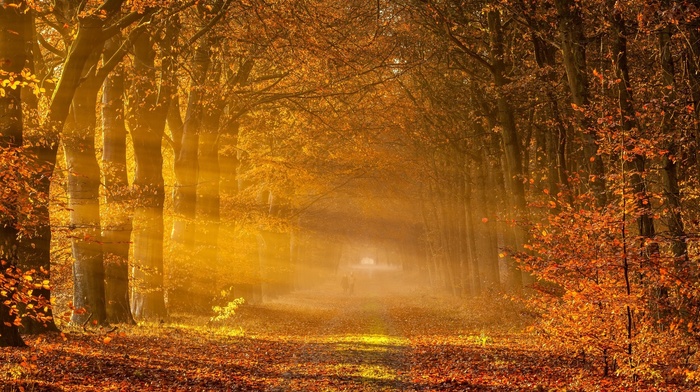 gold, fall, sunrise, road, trees, sun rays, landscape, tunnel, leaves, nature