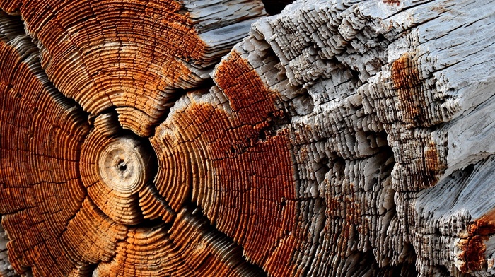 wood, trees, nature, texture