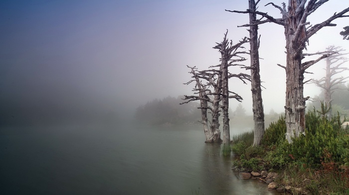 trees, landscape, mist, nature