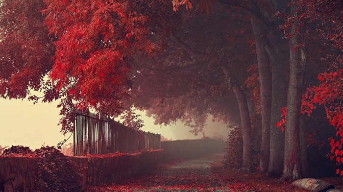trees, mist, fence, landscape, nature, leaves, path, road, fall, red