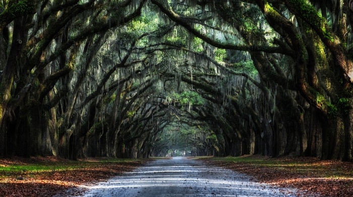 oak trees, road, leaves, nature, landscape, tunnel