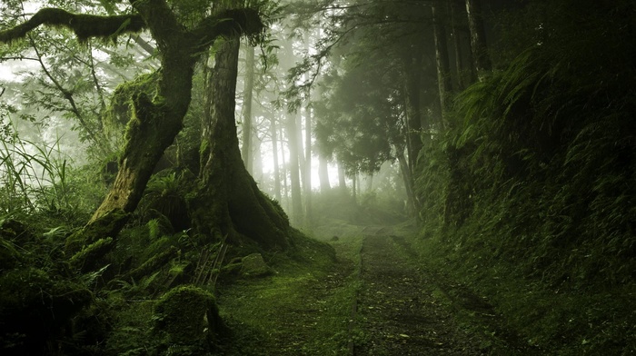 mist, forest, landscape, moss, nature, path, green, trees, morning