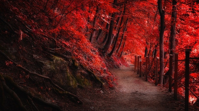 red, trees, fall, roots, nature, forest, landscape, fence, mountain, path