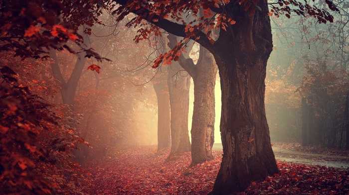 landscape, trees, morning, fall, road, leaves, mist, red, nature
