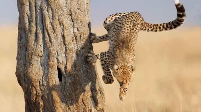 cheetahs, animals