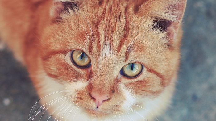 cat, animals, looking up