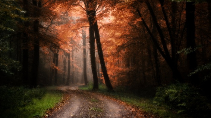 forest, leaves, nature, road, shrubs, grass, mist, path, fall, trees, landscape, sunlight