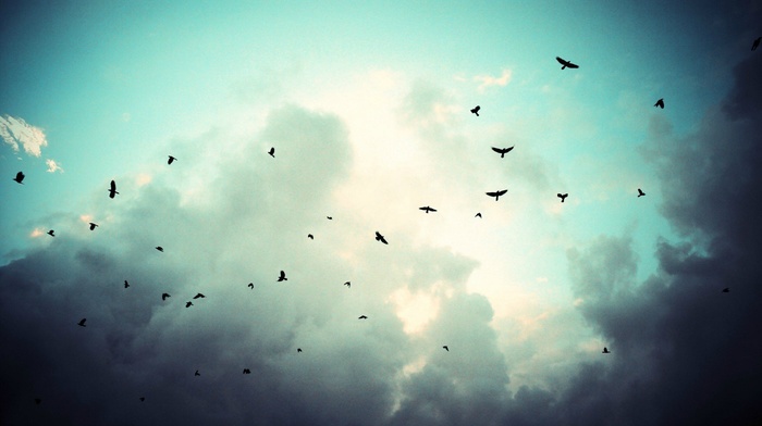 birds, storm, fly, sky