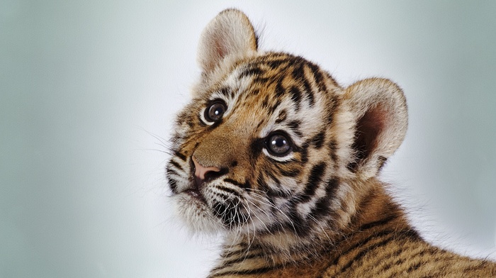 baby animals, simple background, tiger, animals, cat, wild cat