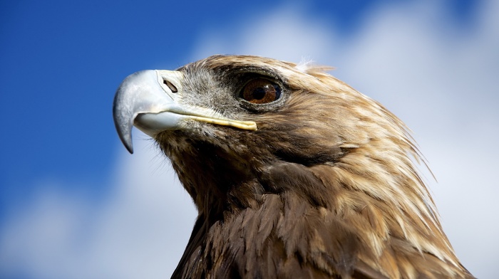 birds, golden eagles, animals, closeup, nature, eagle