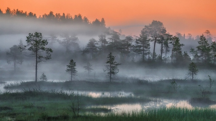 Russia, sunset, night, trees, landscape, Arctic, mist, wetland, nature, forest