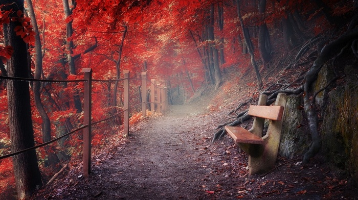 mist, path, red, mountain, fall, fence, forest, landscape, roots, bench, nature
