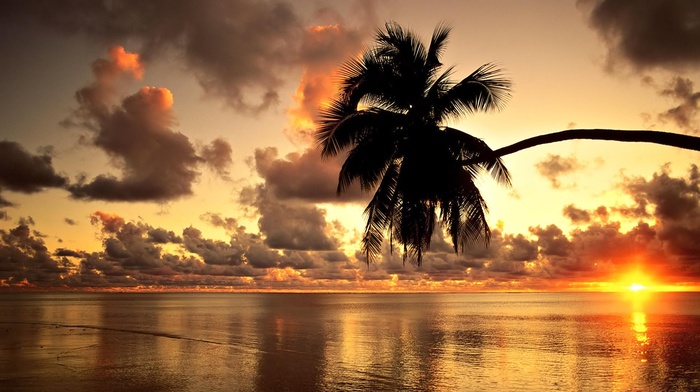 palm trees, beach, photography, clouds, sunset, nature, Hawaii, landscape