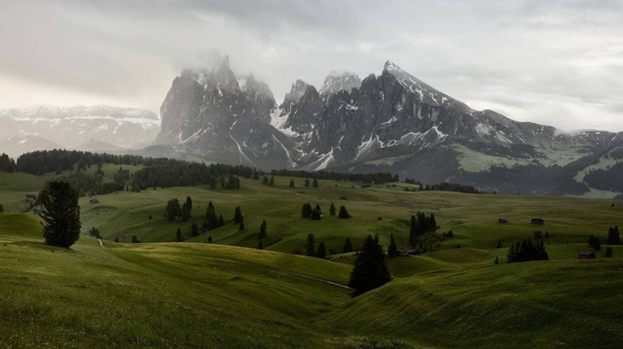 forest, landscape, nature, mountain