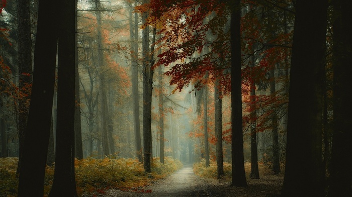 mist, forest, trees, nature, path, landscape, morning, fall