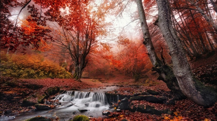 landscape, leaves, morning, fall, red, forest, nature, creeks, mist, trees