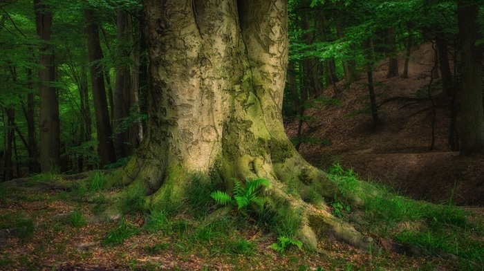 landscape, forest, spring, trees, mountain, nature, morning