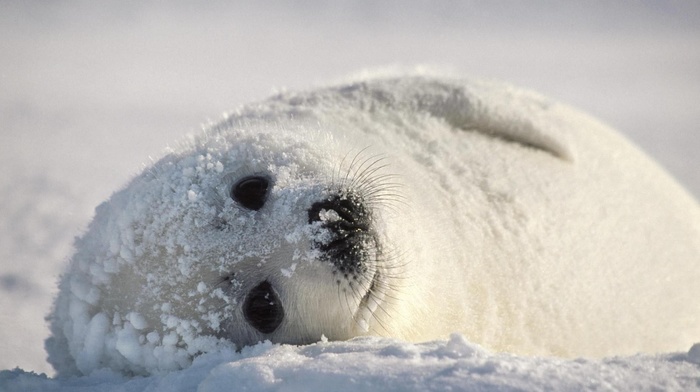 animals, seals, snow