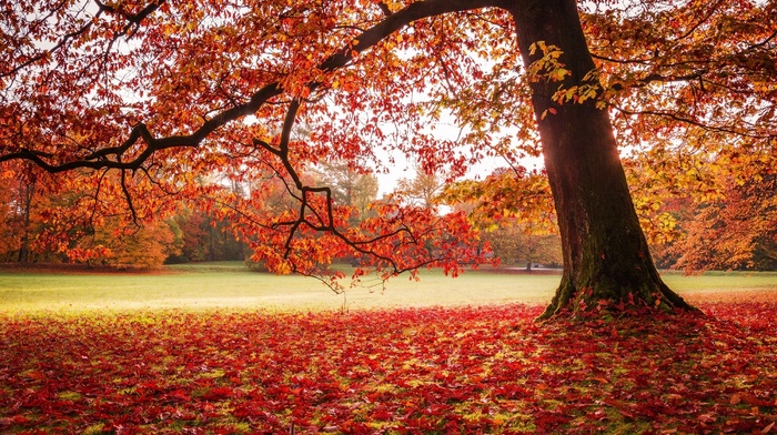 park, fall, nature, landscape, red, leaves, lawns, trees